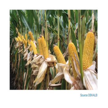 Maïs DKC 4951 Accéléron (ind. 470)