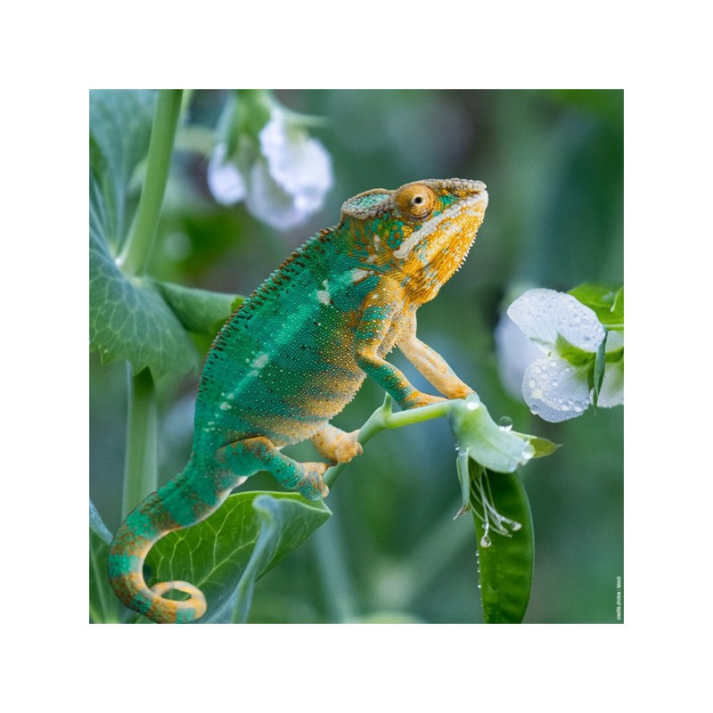 Pois printemps KAMELEON