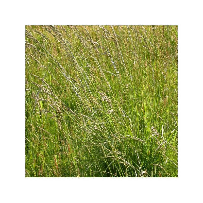 Fétuque des prés LIHEROLD Bio