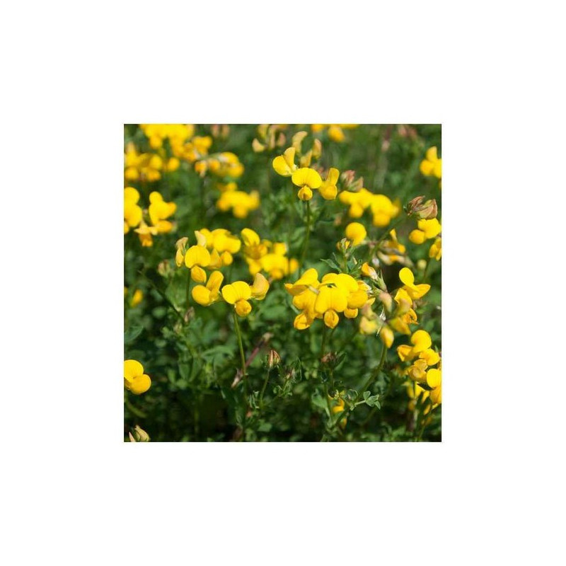 Lotier corniculé LEO