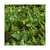 Radis fourrager ROMESA (destockage)