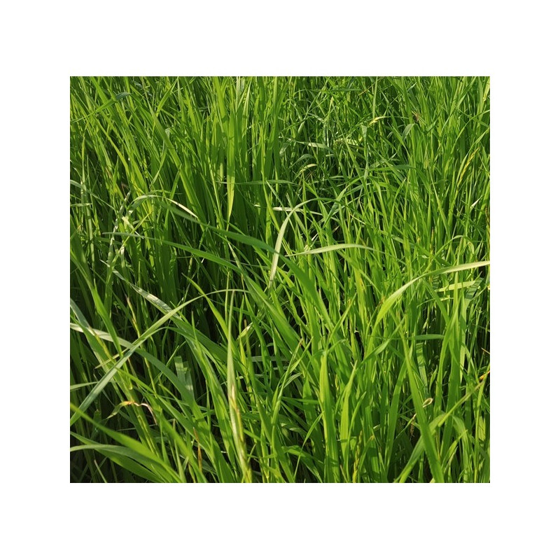 RGI 2N non-alternatif Bio FOCUS, Ray-grass d'Italie