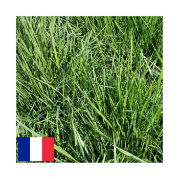 Fétuque élevée ROZA