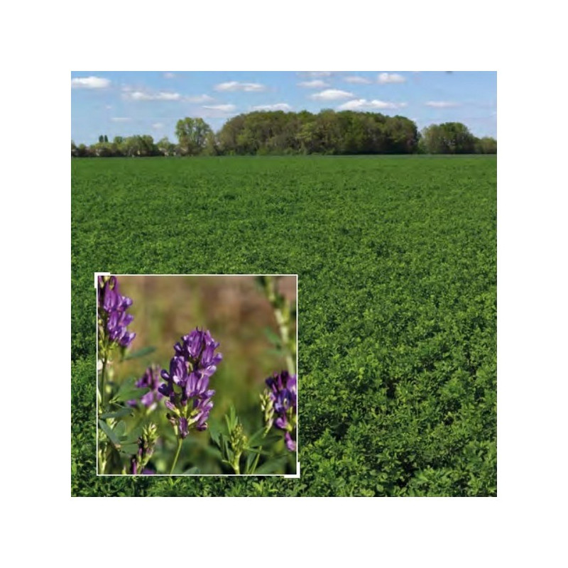 Luzerne flamande inoculée TRIADE