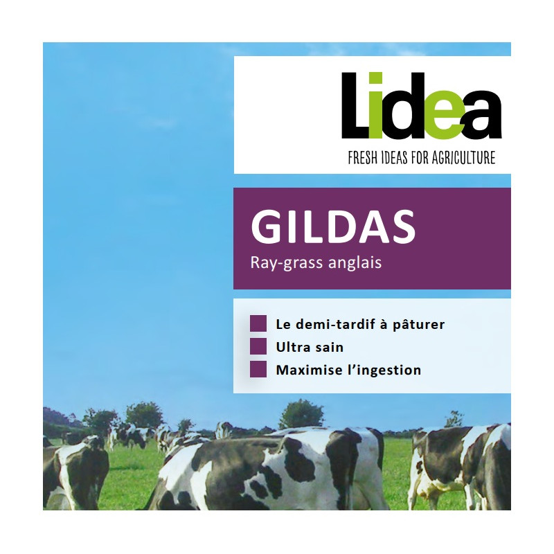 RGA 4N 1/2 GILDAS, Ray-grass Anglais