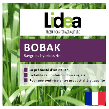 RGH 4N BOBAK Bio, Ray-grass Hybride Bio
