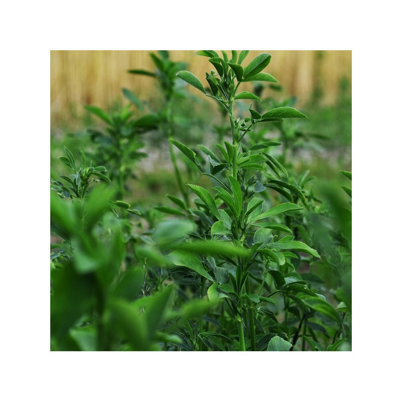 Luzerne méditerranéenne MARINA inoculée