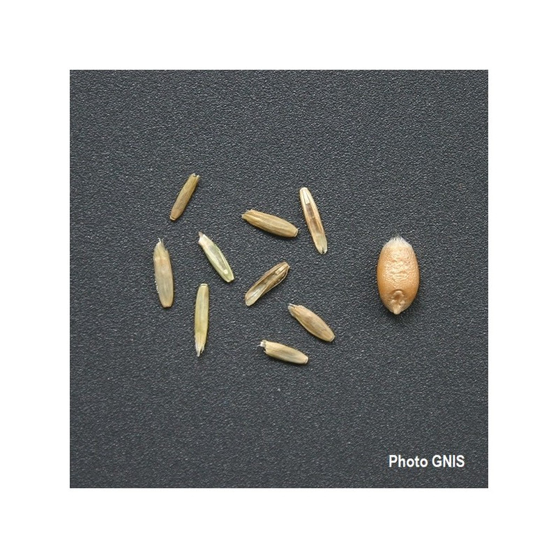 Colza fourrager GORILLA