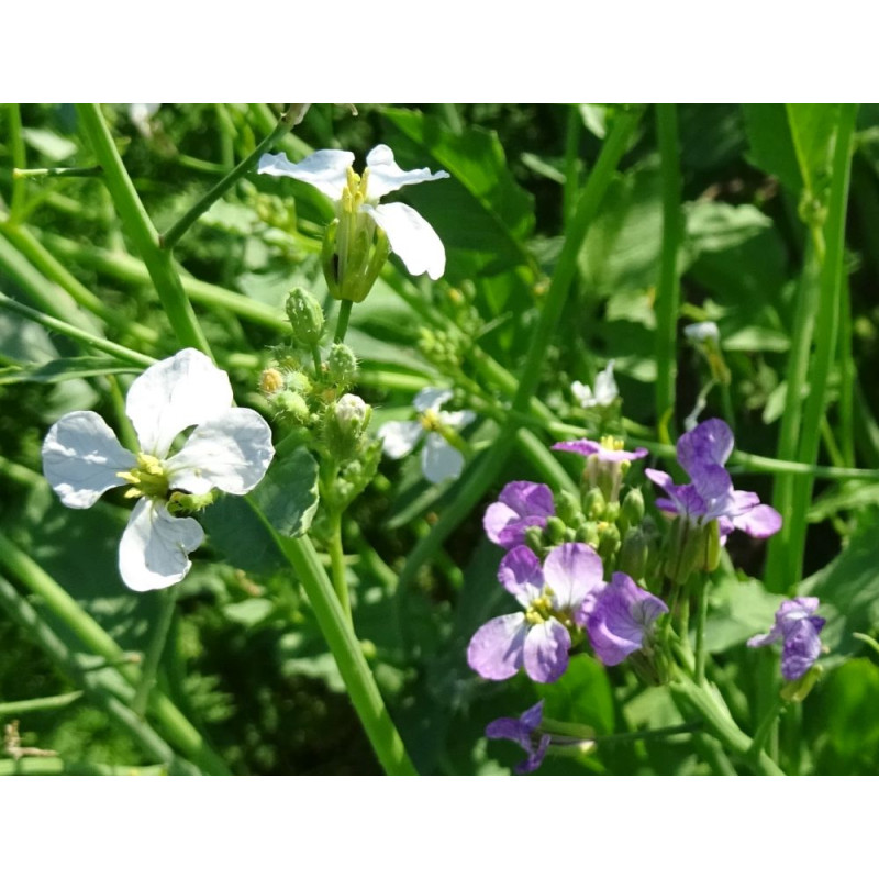 Radis fourrager (anti-nématode) LUCAS