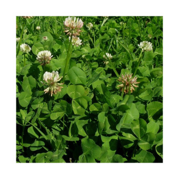 Trèfle blanc inter. APOLO