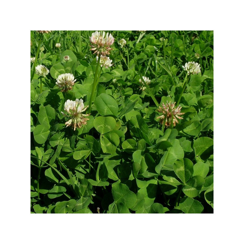 Trèfle blanc inter. APOLO