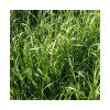 RGH 2N Bio GUMPENSTEINER, Ray-grass Hybride Bio