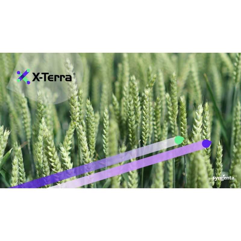 Blé X-TERRA-SY SPHYNX