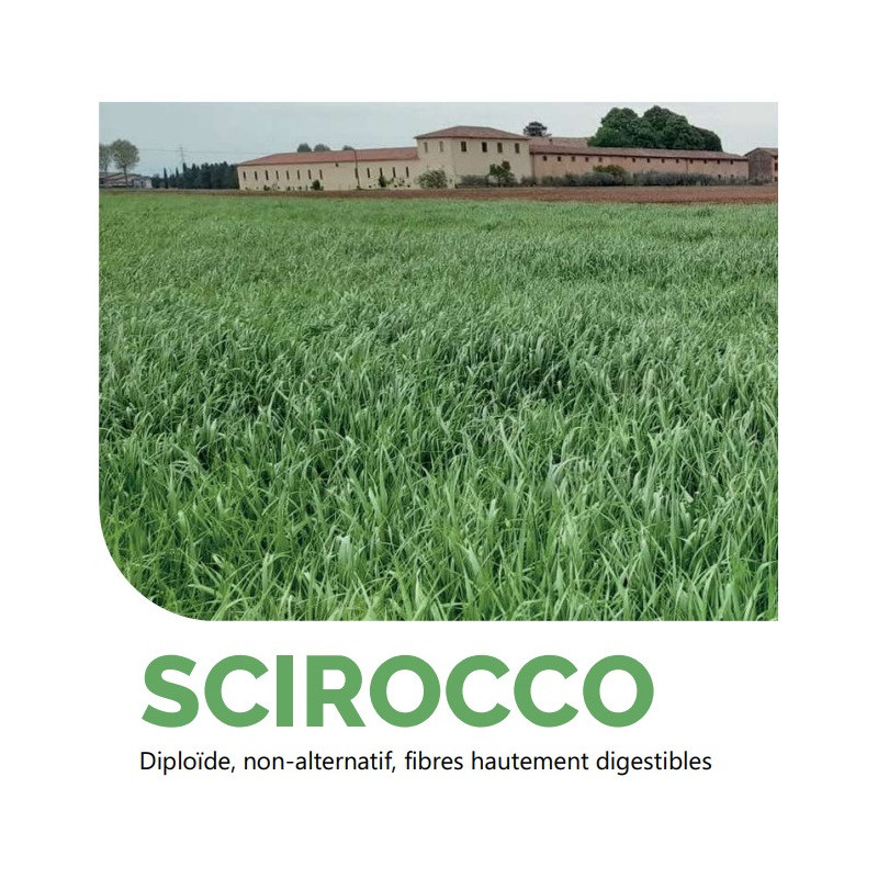 RGI 2N non-alternatif SCIROCCO, Ray-grass d'Italie