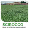 RGI 2N non-alternatif SCIROCCO, Ray-grass d'Italie