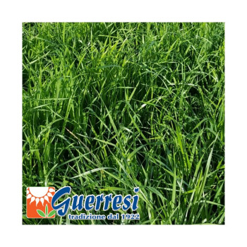 RGI 2N non-alternatif SCIROCCO, Ray-grass d'Italie