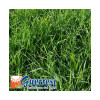 RGI 2N non-alternatif SCIROCCO, Ray-grass d'Italie