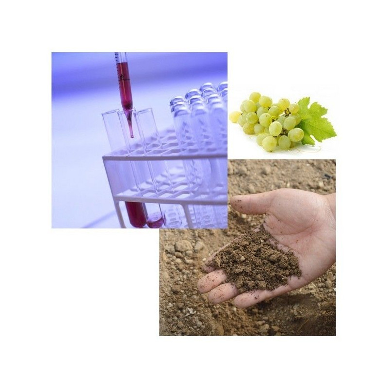 Analyse de terre simple Vigne