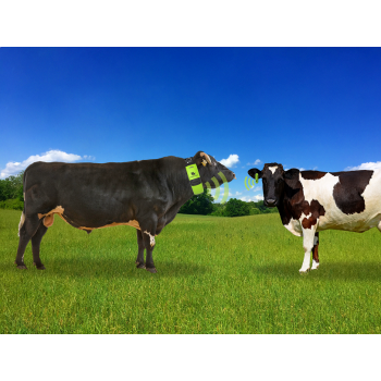 Détecteur de chaleur MOOCALL HEAT