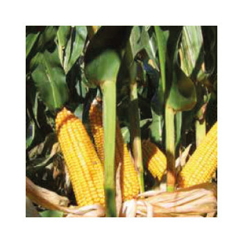 Maïs P8409 (ind. 240)