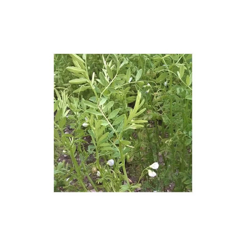 Lentille verte ANICIA