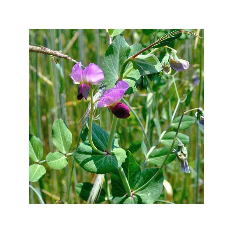 Pois fourrager ARKTA (Bio)