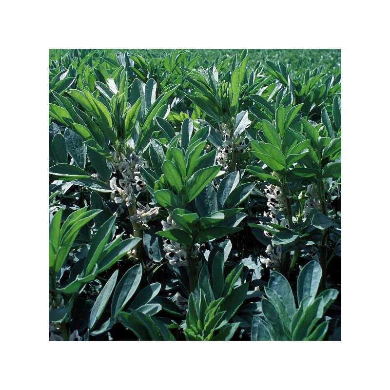 Féverole hiver AXEL