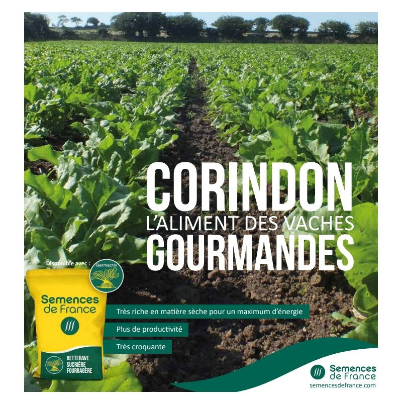 Betterave fourragère CORINDON