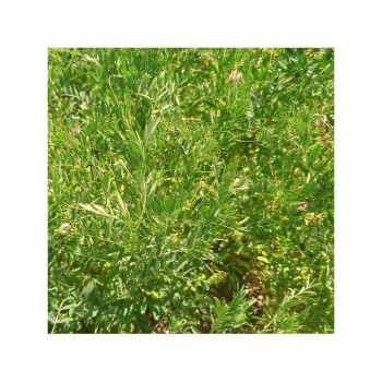 Lentille fourragère noire BELUGA