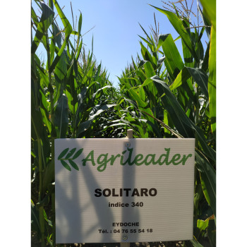 Maïs BALISTO indice 240 KORIT