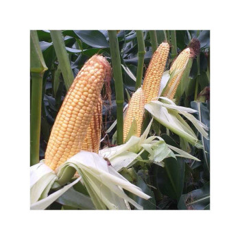 Maïs P9255  indice 320