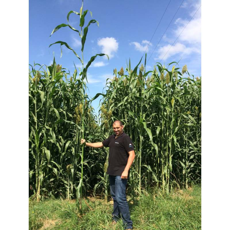 Sorgho ensilage - SUCRO 506 