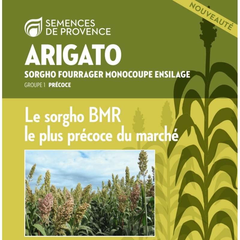 Sorgho ensilage - ARIGATO