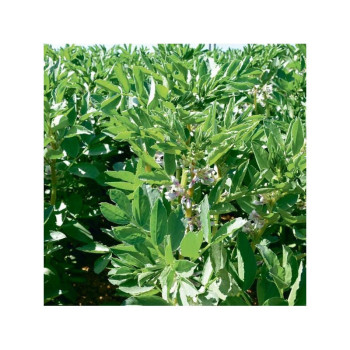 Féverole printemps SYNERGY