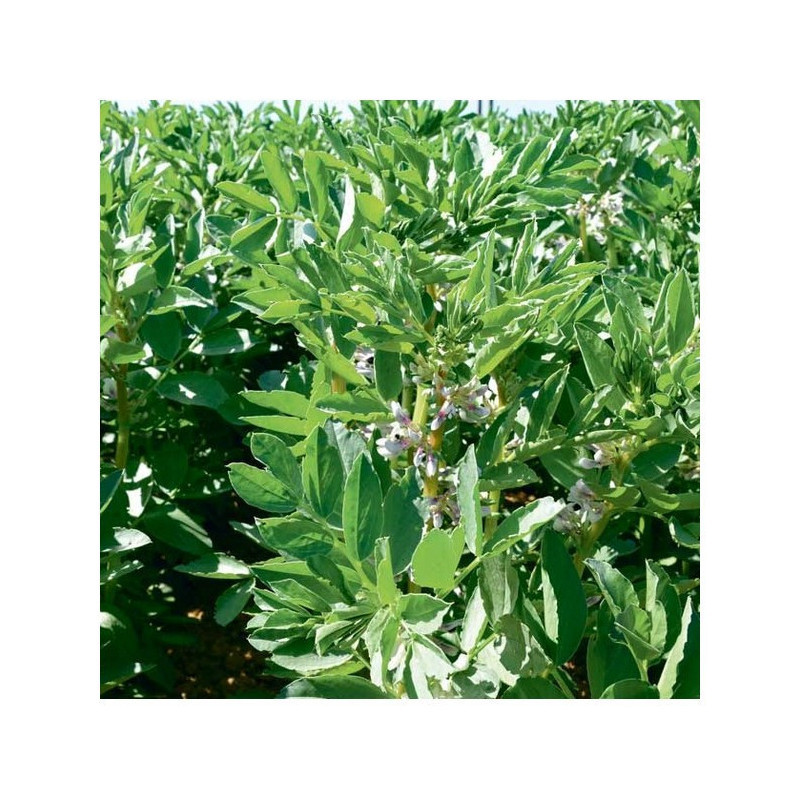 Féverole printemps SYNERGY