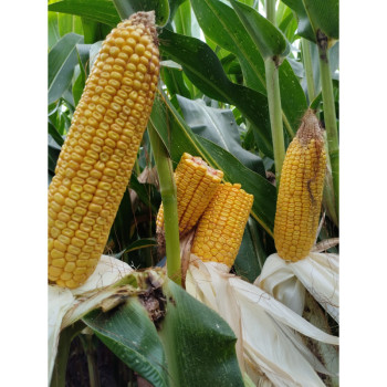 Maïs SIXTINA (JPS161) (ind. 410)