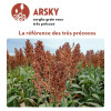 Sorgho grain - ARSKY