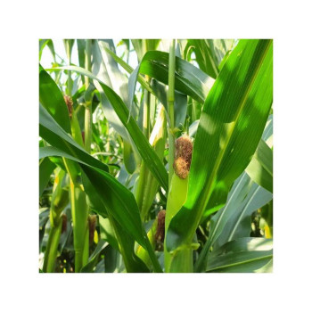 Maïs LBS 3311 indice 310