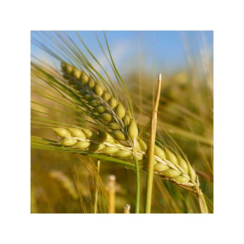 Orge hiv. 6R LG ZEBRA