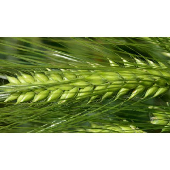 Orge hybride 6R SY KESTREL (TMG)