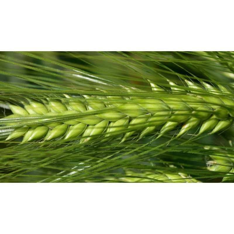 Orge hybride 6R SY KESTREL (TMG)