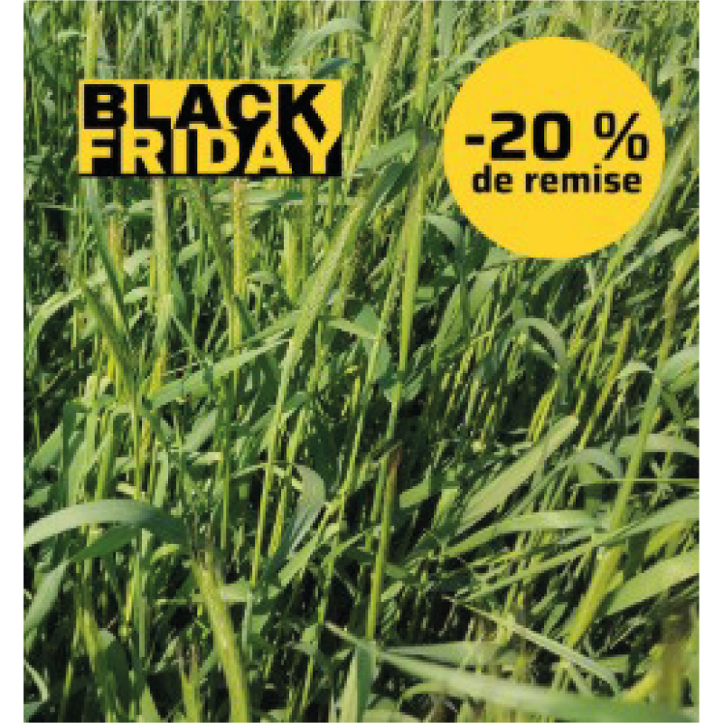 Seigle fourrager POWERGREEN