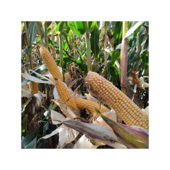 Maïs LG 31260 (ind. 260-270) 