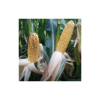 Maïs MAJARE indice 290