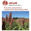 24946-Sorgho grain - ARCANE (CONCEP+Biostim)