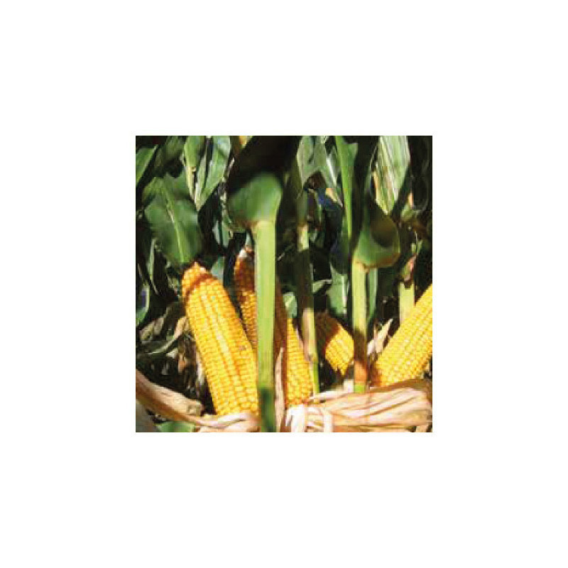 Maïs P08316 (indice 550)