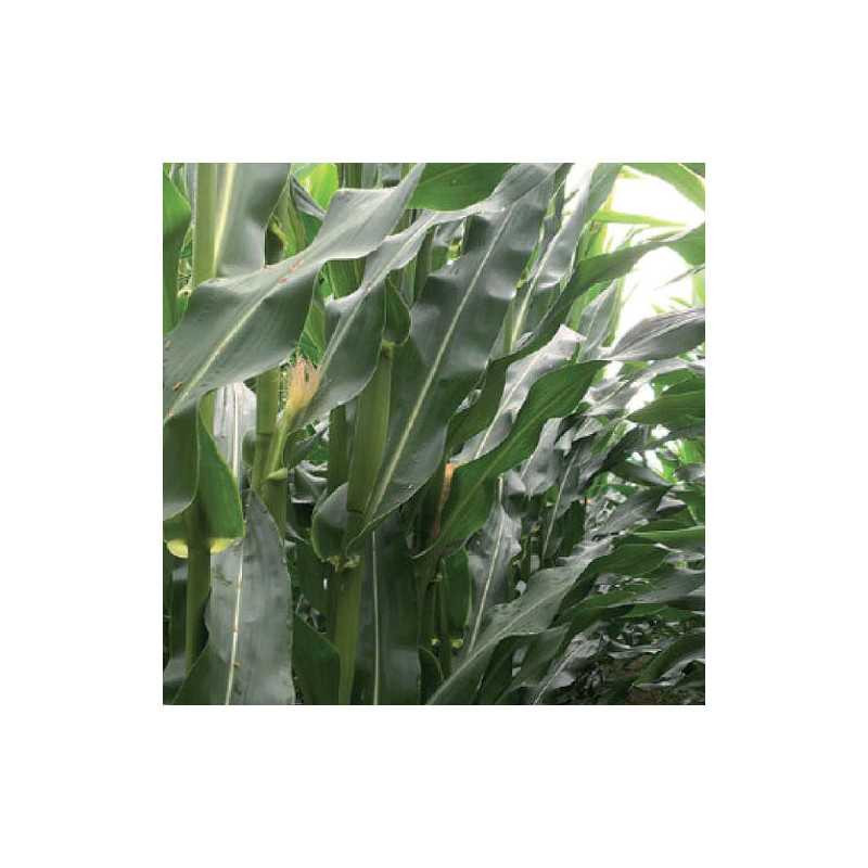 Maïs DKC 5653 (indice 550)