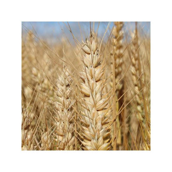 Blé printemps FEELING