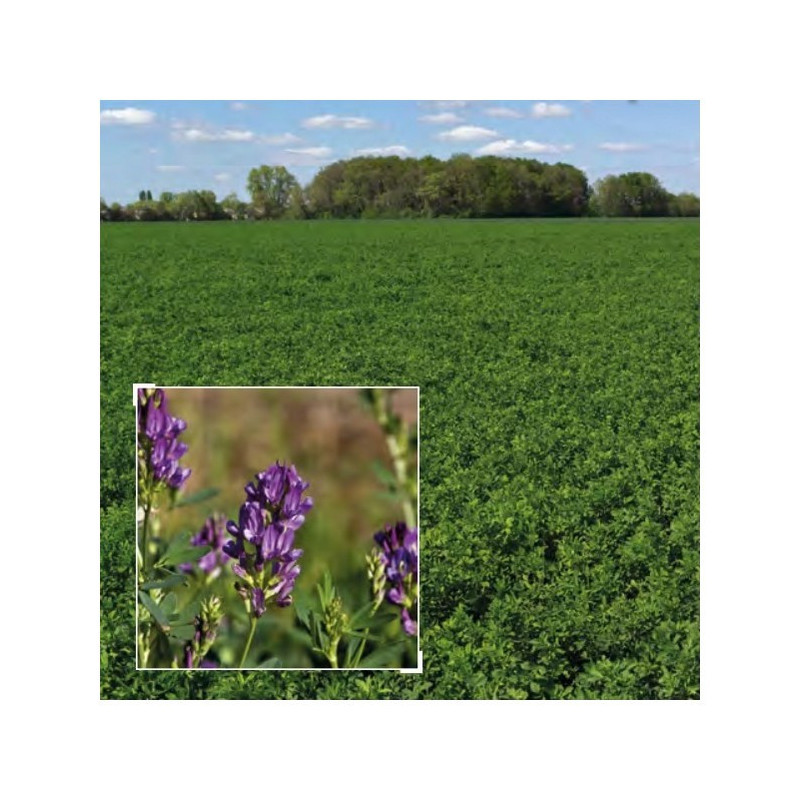 Luzerne flamande inoculée EUROPE