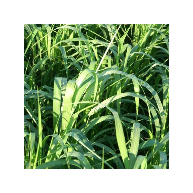 Moha EXTENSO (Très tardif Setaria italica) Sac 25 kg